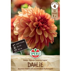 Sperli Dahlie Creme de Cognac: Blüte in Gelb und Pink, geeignet als Schnittblume.