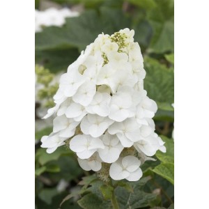 Nahaufnahme der weißen Blüte der Hydrangea Quercifolia Pee Wee Eichenblatthortensie.