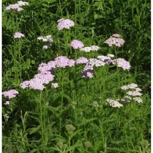 Schafgarbe Apfelblüte (Achillea millefolium) mit rosa und weißen Blütenständen im Garten.