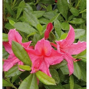 Rosa blühender Rhododendron Jolie Madame Strauch, 60-70cm hoch.