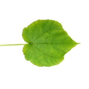 Nahaufnahme: Einzelnes, lindgrünes Blatt der Exotenherz Zimmerlinde (Sparmannia Africana).