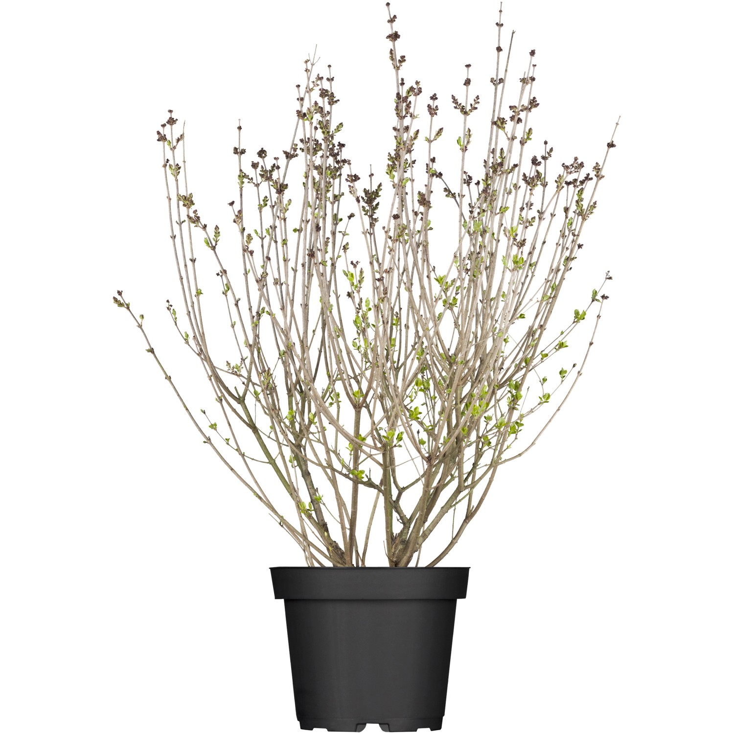 OBI Meyers Flieder Palibin Lila Höhe ca. 50 - 60 cm Topf ca. 3,5 l Syringa