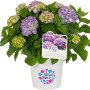 Bauernhortensie Diva Fiore Violett im Topf, ca. 30-40 cm hoch, violette Blüten.
