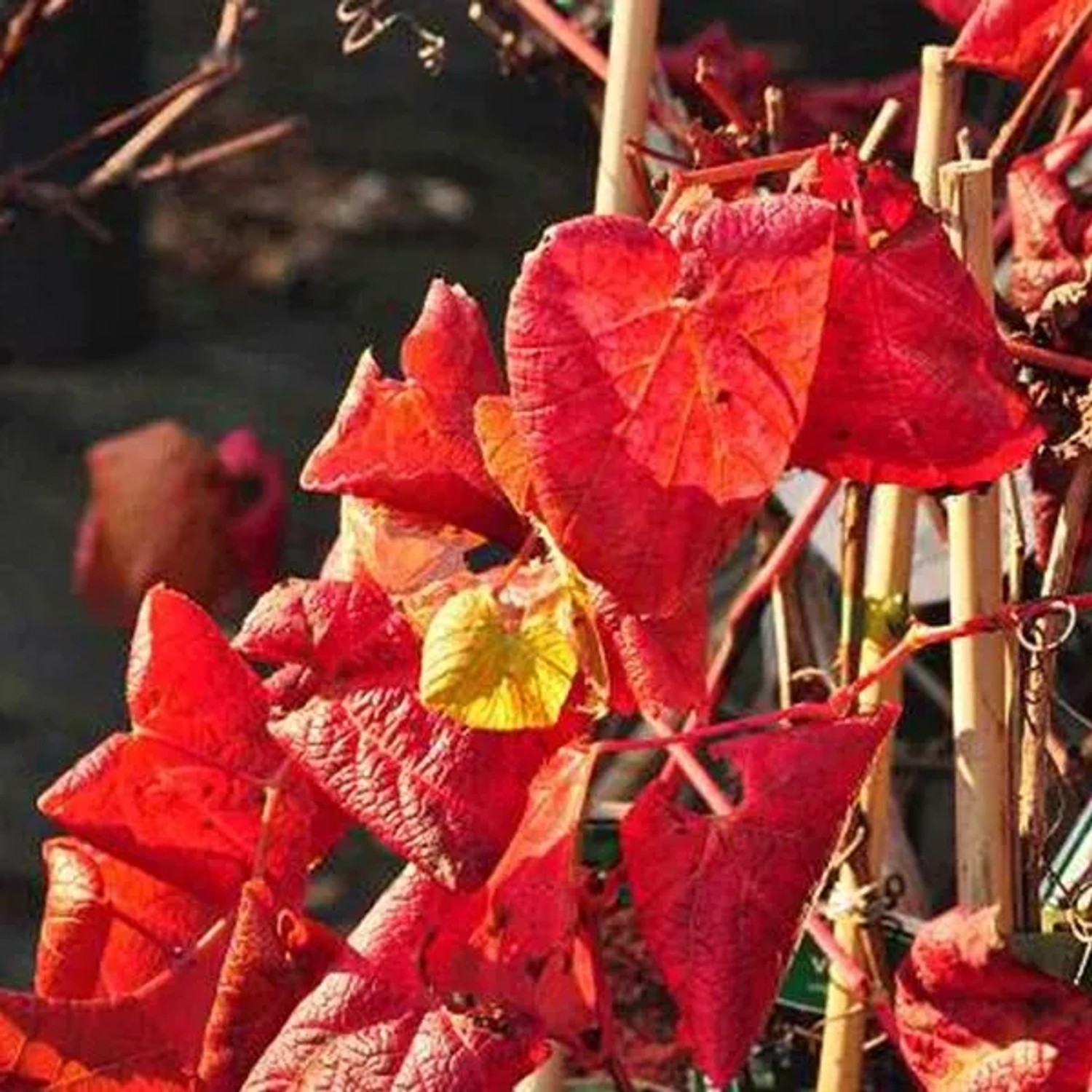 Scharlachwein Vitis coignetiae 60 bis 80 cm im Container Rote Herbstfärbung