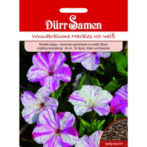 Dürr Samen Wunderblume Marbles: Rot-weiße, einjährige Blumensamen für Beet und Kübel.