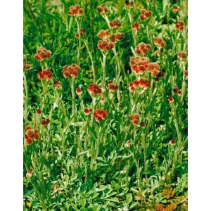 Antennaria Dioica Rubra Katzenpfötchen im 9x9 cm Topf, rote Blüten, grüne Blätter. Stauden für Steingärten.