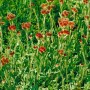 Antennaria Dioica Rubra Katzenpfötchen im 9x9 cm Topf, rote Blüten, grüne Blätter. Stauden für Steingärten.