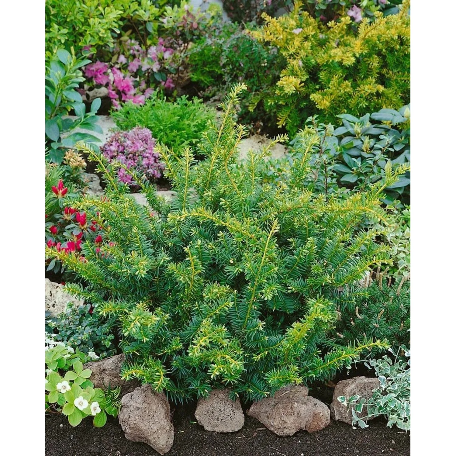 Pflanzen fr dich gelbe Eibe 'Summergold' 100-125 cm kaufen bei OBI