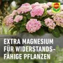 Rosa Hortensien im Topf, gedüngt mit Compo Universal-Blumendünger für widerstandsfähige Pflanzen.