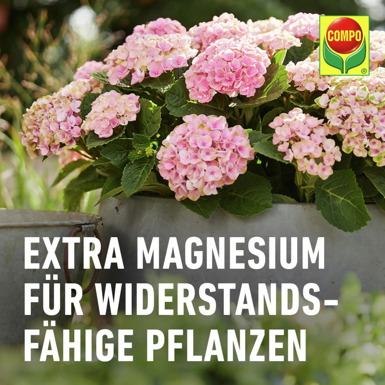 Compo Flssigdnger fr Blumen 1 l kaufen bei OBI