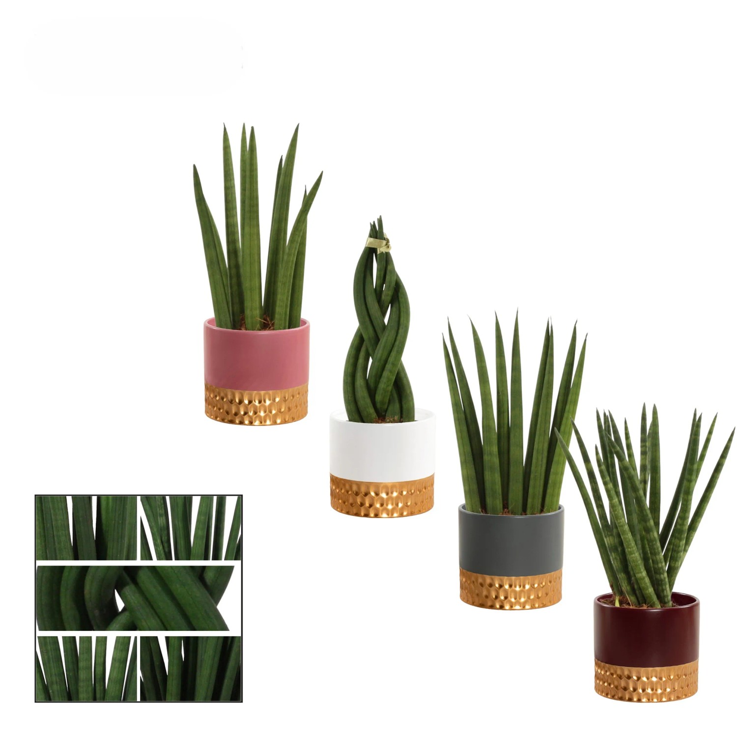 Bogenhanf Sansevieria Cylindrica Topf- 9 cm Keramiktopf kaufen bei OBI