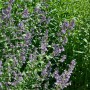 Großblütige Katzenminze 'Pool Bank' mit lavendelblauen Blüten im Topf, bienenfreundliche Staude für sonnige Standorte.