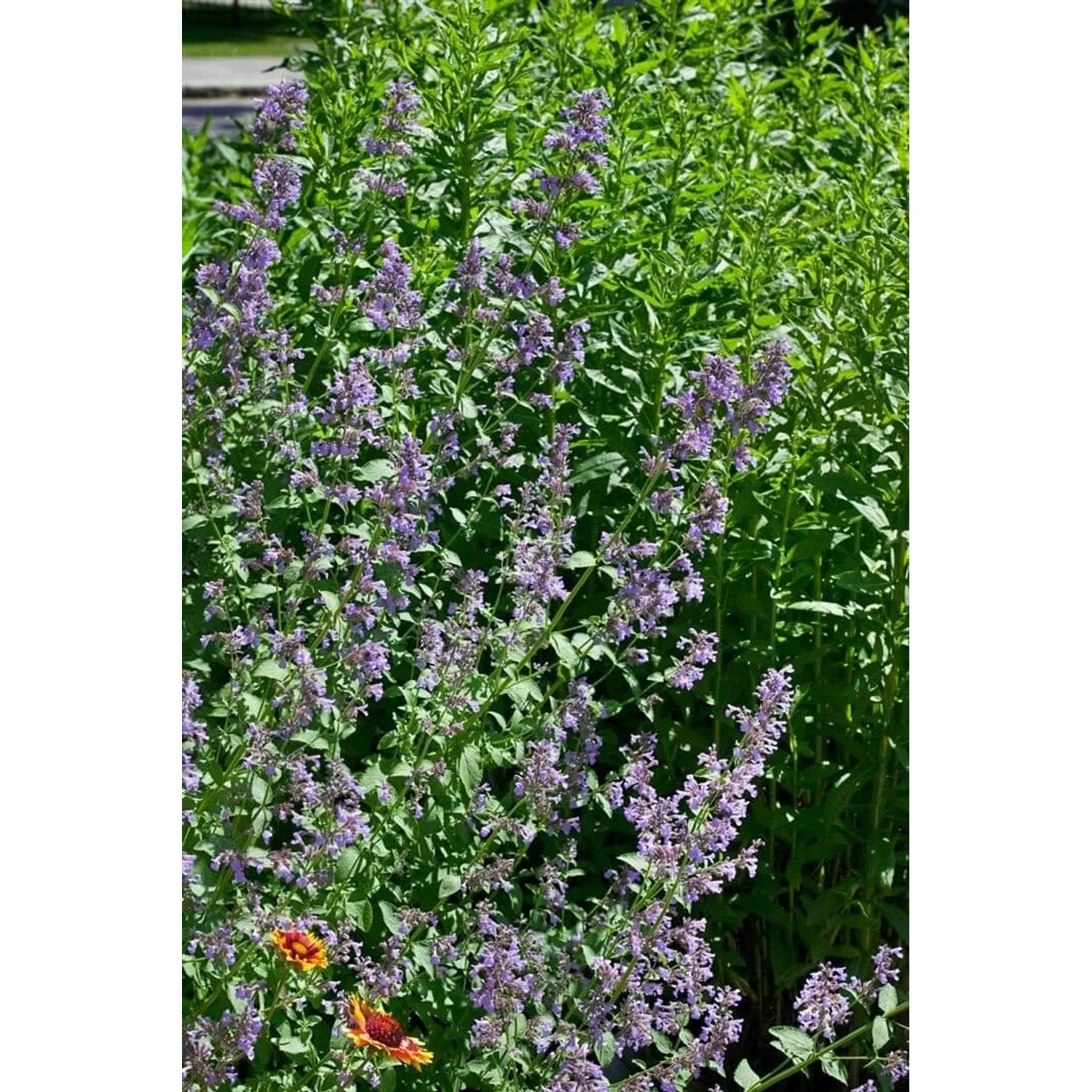 Großblütige Katzenminze 'Pool Bank' mit lavendelblauen Blüten im Topf, bienenfreundliche Staude für sonnige Standorte.