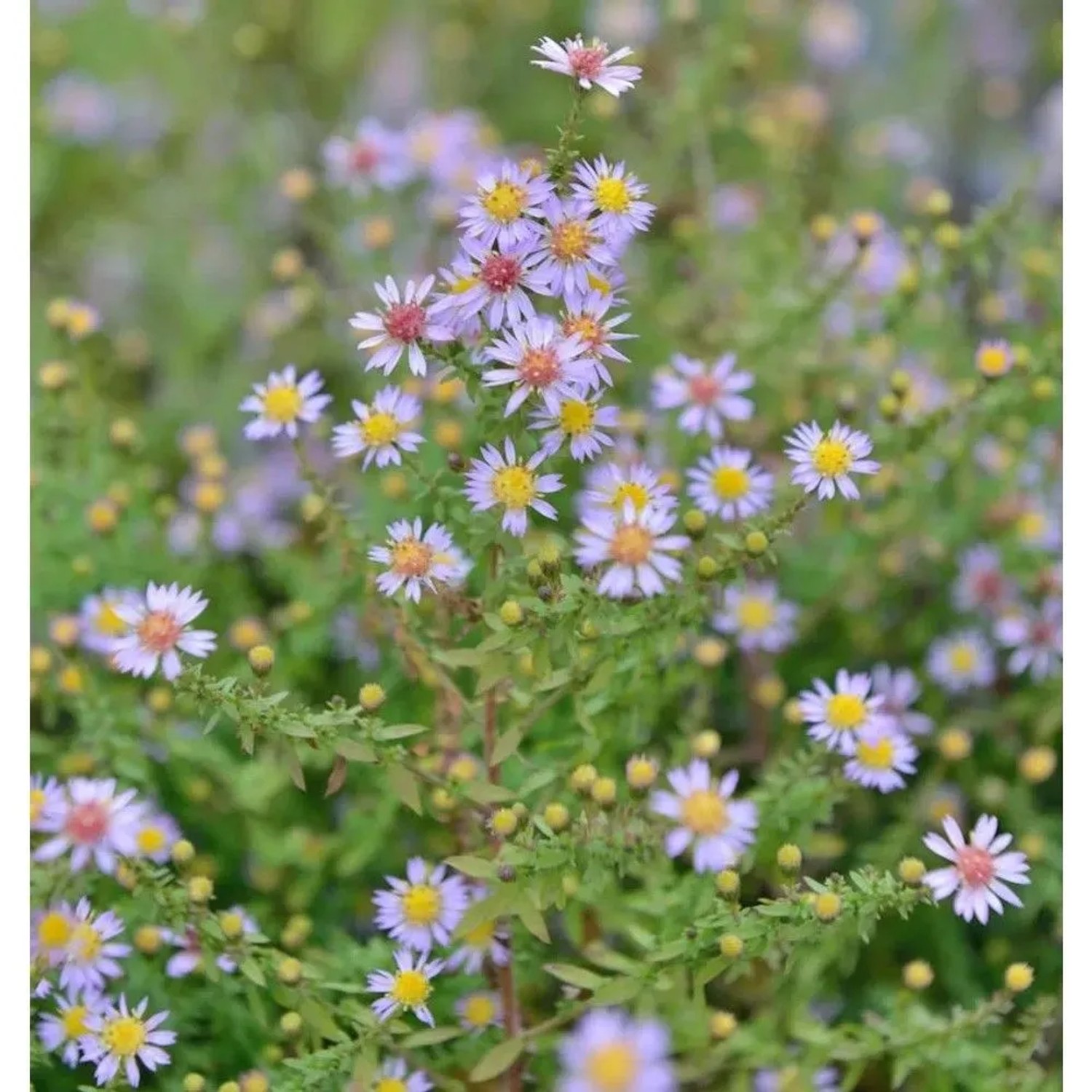 Myrtenaster Lovely - Aster alpinus
