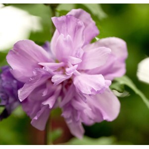 Nahaufnahme: Lila Blüte des Hibiscus Syriacus Ardens Gartenhibiskus.