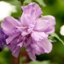 Nahaufnahme: Lila Blüte des Hibiscus Syriacus Ardens Gartenhibiskus.