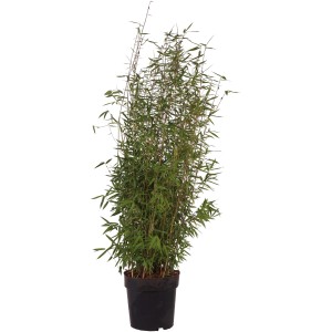 Gartenbambus Jiuzhaigou Genf im Topf, ca. 50cm hoch, mit grünen Halmen und Blättern.