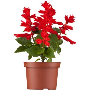 Feuersalbei (Salvia splendens) im Topf mit leuchtend roten Blüten.