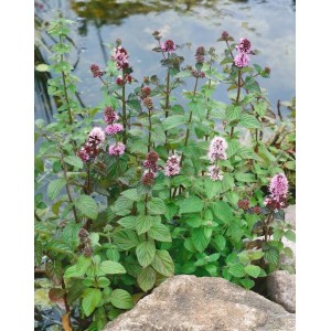 Wasser-Minze (Mentha aquatica) mit lila Blüten am Teichrand, 9x9 cm Topf.