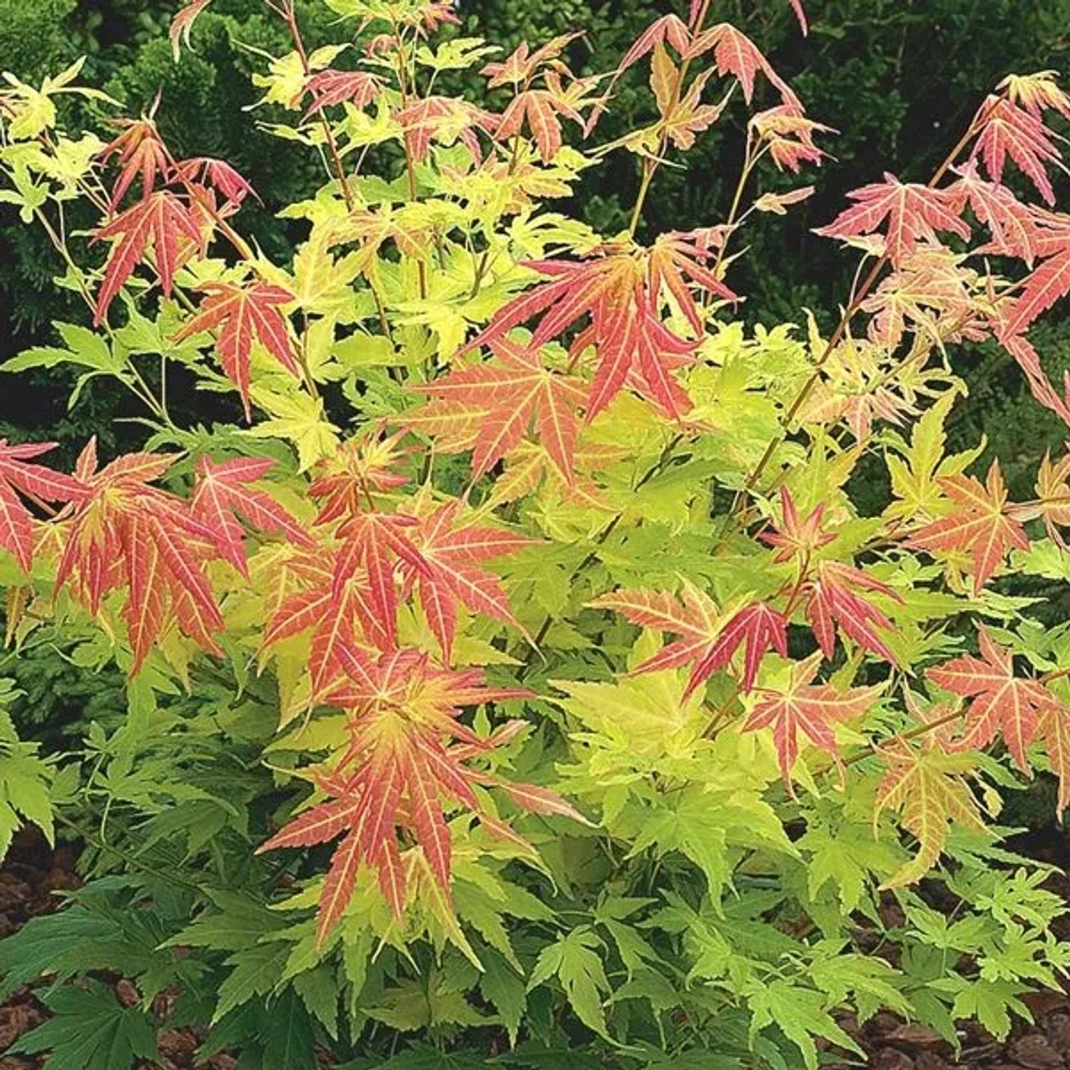 arborix Fächerahorn 'Orange Dream' Acer Palmatum 50 Bis 60 Cm Im Container Orangegelbes Laub