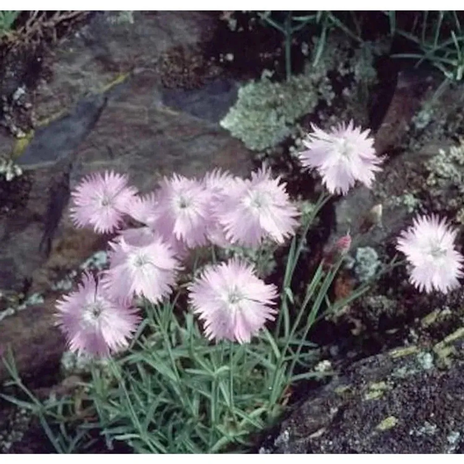 Pfingstnelke La Bourboule - Dianthus gratianopolitanus