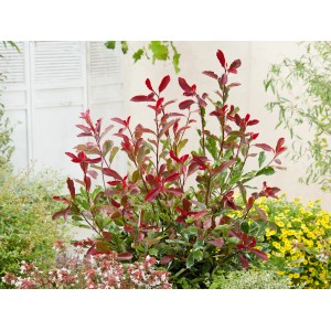 Glanzmispel 'Pink Marble' im 5 l Topf, ca. 30-40 cm hoch, mit rosa Neuaustrieb und marmoriertem Laub.