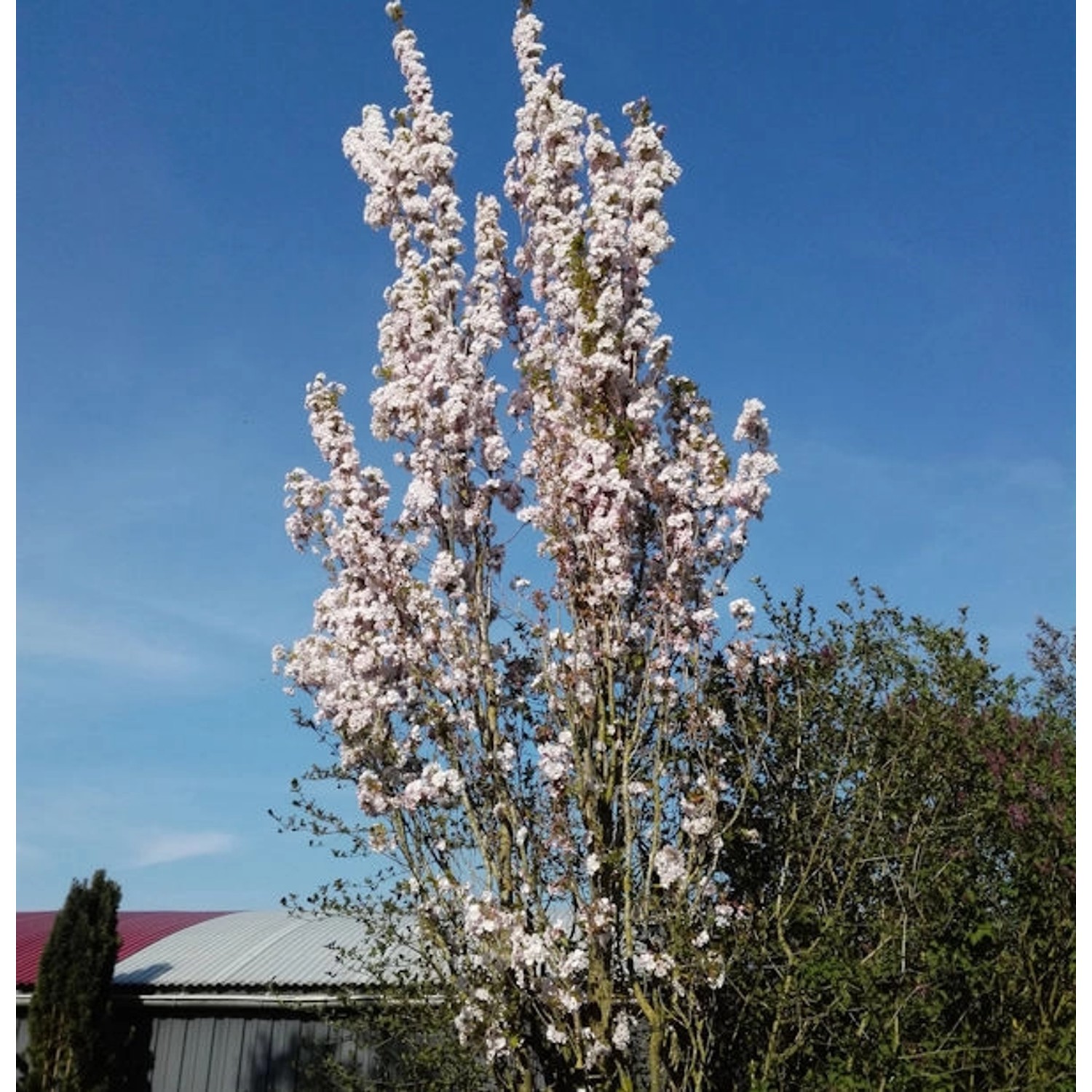 Japanische Säulenkirsche 80-100cm - Prunus serrulata günstig online kaufen