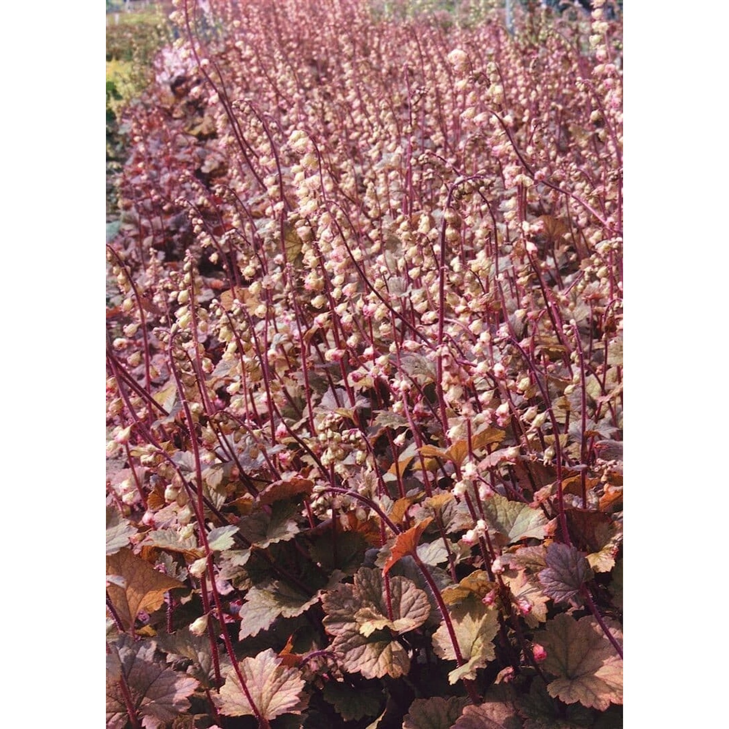 Tellima Grandiflora Purpurteppich Falsche Alraunwurzel Ca. 9x9 cm Topf günstig online kaufen