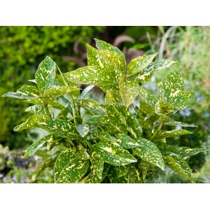 Goldorange Crotonifolia Gold im Topf, grüne Blätter mit gelben Sprenkeln.