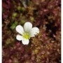 Nahaufnahme einer weißen Blüte des Rasensteinbrech Findling (Saxifraga cespitosa).