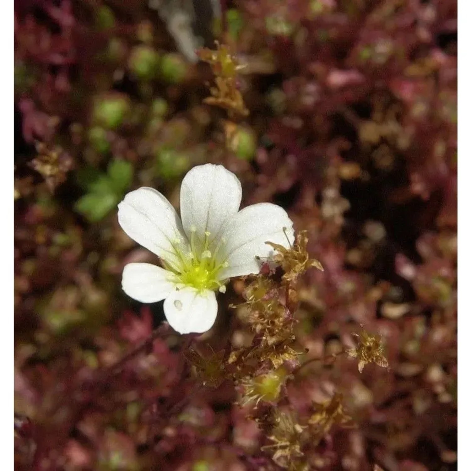 Nahaufnahme einer weißen Blüte des Rasensteinbrech Findling (Saxifraga cespitosa).