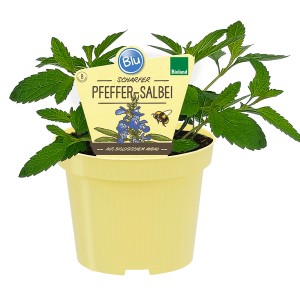 Blu Bio-Pfeffer-Salbei im Topf, Salvia uliginosa, mit grünen Blättern und gelbem Topf.
