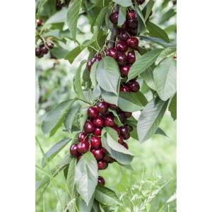 Süßkirsche 'Lapins' am Baum mit reifen, dunkelroten Kirschen und grünen Blättern.