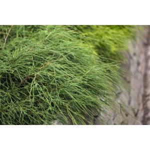 Kompakte, grüne Chamaecyparis Pisifera Filifera Nana Zypresse (25–30 cm) im Detail.