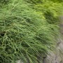 Kompakte, grüne Chamaecyparis Pisifera Filifera Nana Zypresse (25–30 cm) im Detail.