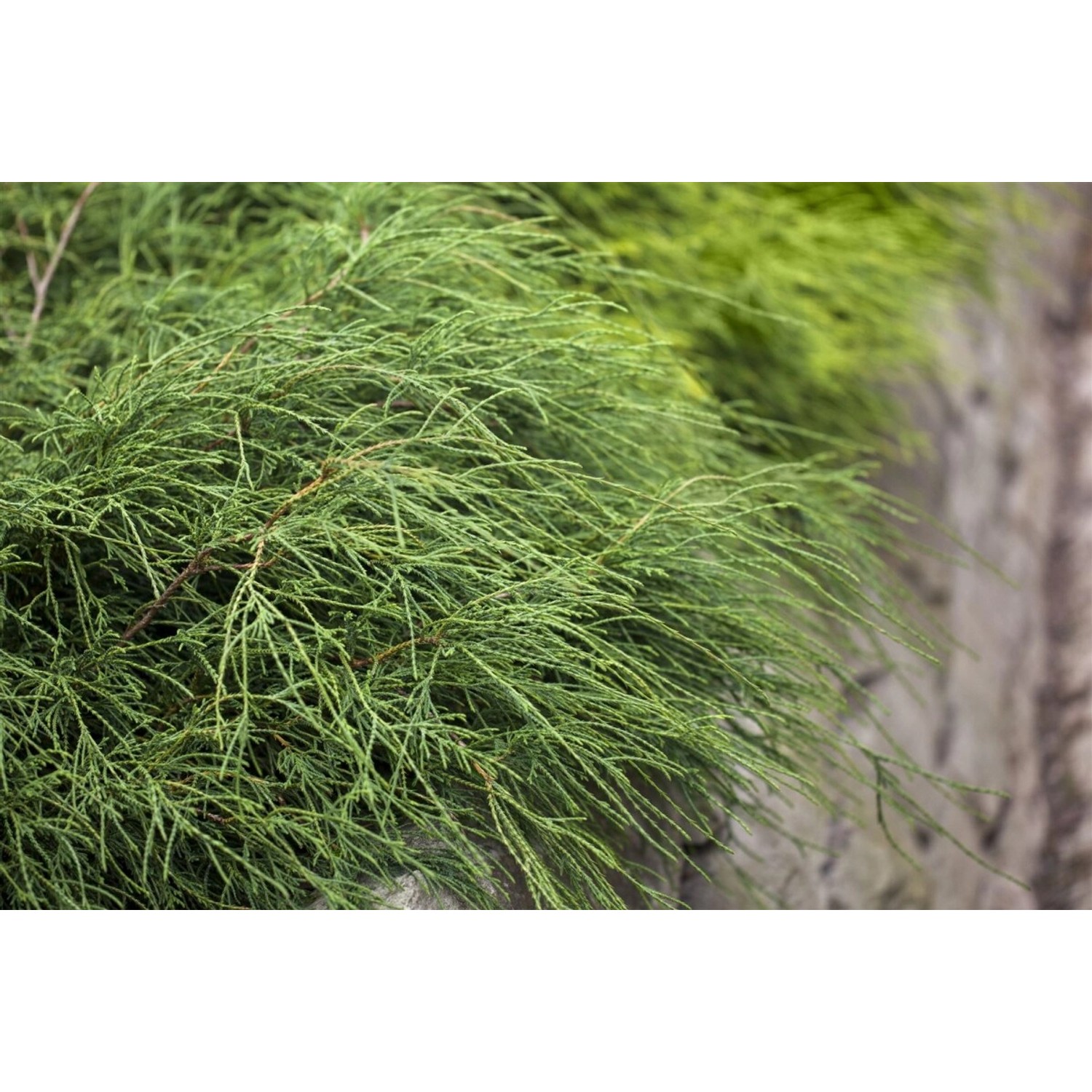 Chamaecyparis Pisifera Filifera Nana Zypresse Kompakt 25–30 cm günstig online kaufen