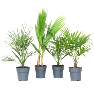 GROW by OBI: Mix aus 4 Palmen im Topf, ca. 30cm hoch. Dekorative Zimmer- und Balkonpflanzen.