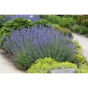 Blühende Katzenminze 'Senior' (Nepeta x faassenii) im Garten, blaue Blütenpracht.