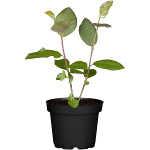 Junge Bio Apfelbeere (Aronia) im Topf, ca. 10-20 cm hoch. Ideal für Marmelade und Saft.