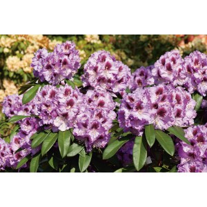 Nahaufnahme des lila blühenden OBI Rhododendron Pfauenauge mit grünen Blättern.