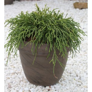 Grüne Fadenzypresse (Chamaecyparis pisifera) im Topf, Zierstrauch für Garten und Kübel.