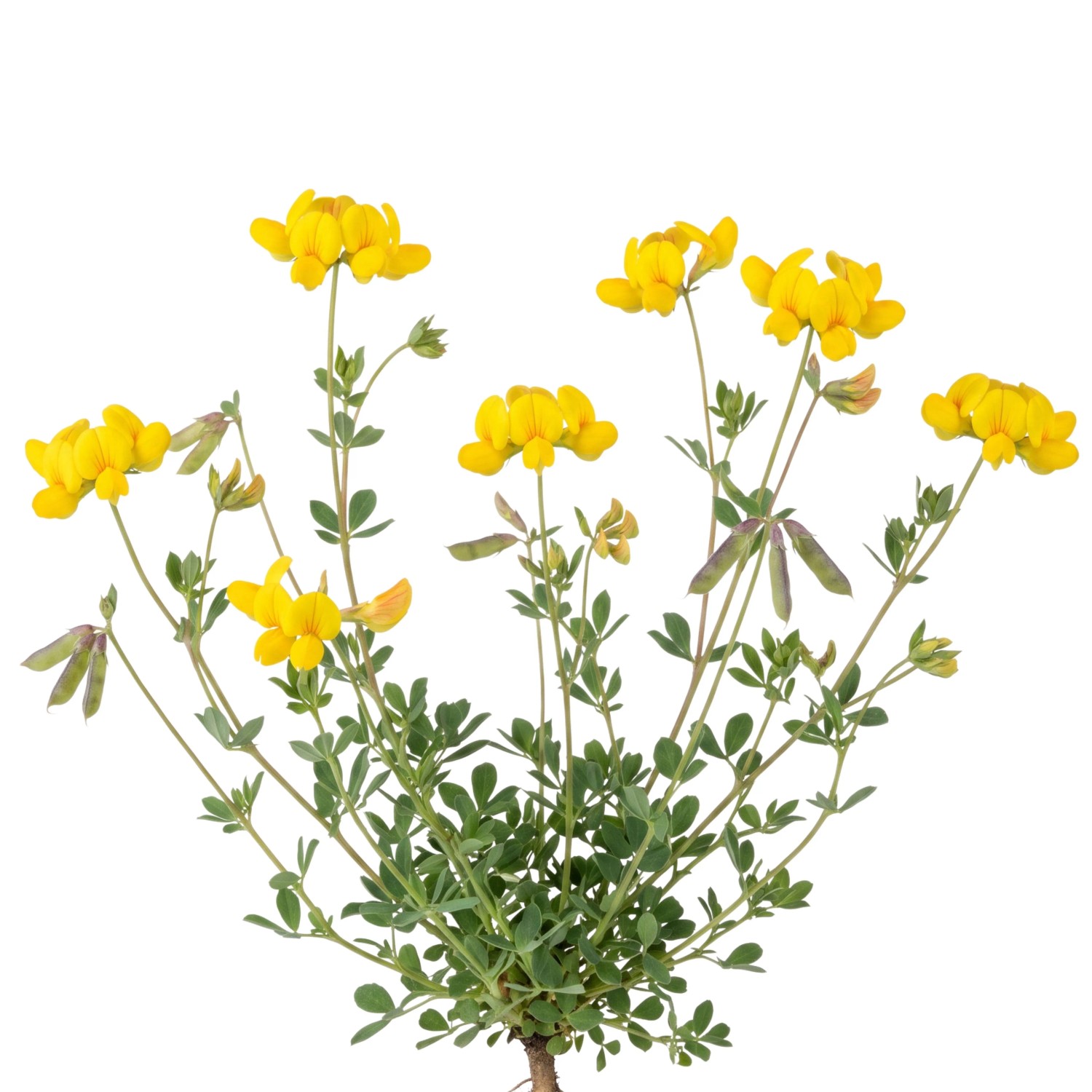 LaCaTho Hornschotenklee Samen Lotus Corniculatus 10000 Samen Gelbe Blüten Bienenweide Weidepflanze