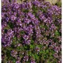 Blühender Teppich-Thymian (Thymus praecox) mit purpurfarbenen Blüten, Nahaufnahme.