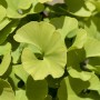 Nahaufnahme des Ginkgo Biloba Mariken Fächerblattbaums mit seinen charakteristischen, hellgrünen Blättern.