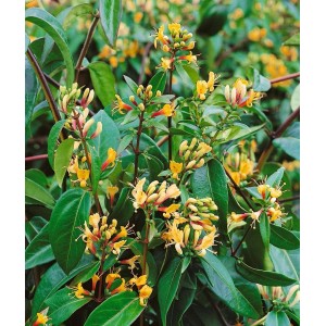 Immergrünes Geißblatt Lonicera Henryi 'Copper Beauty' mit gelb-orangen Blüten und grünen Blättern.