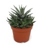 Zebra-Haworthie (Haworthia fasciata) im braunen Topf. Sukkulente mit weißen Streifen.