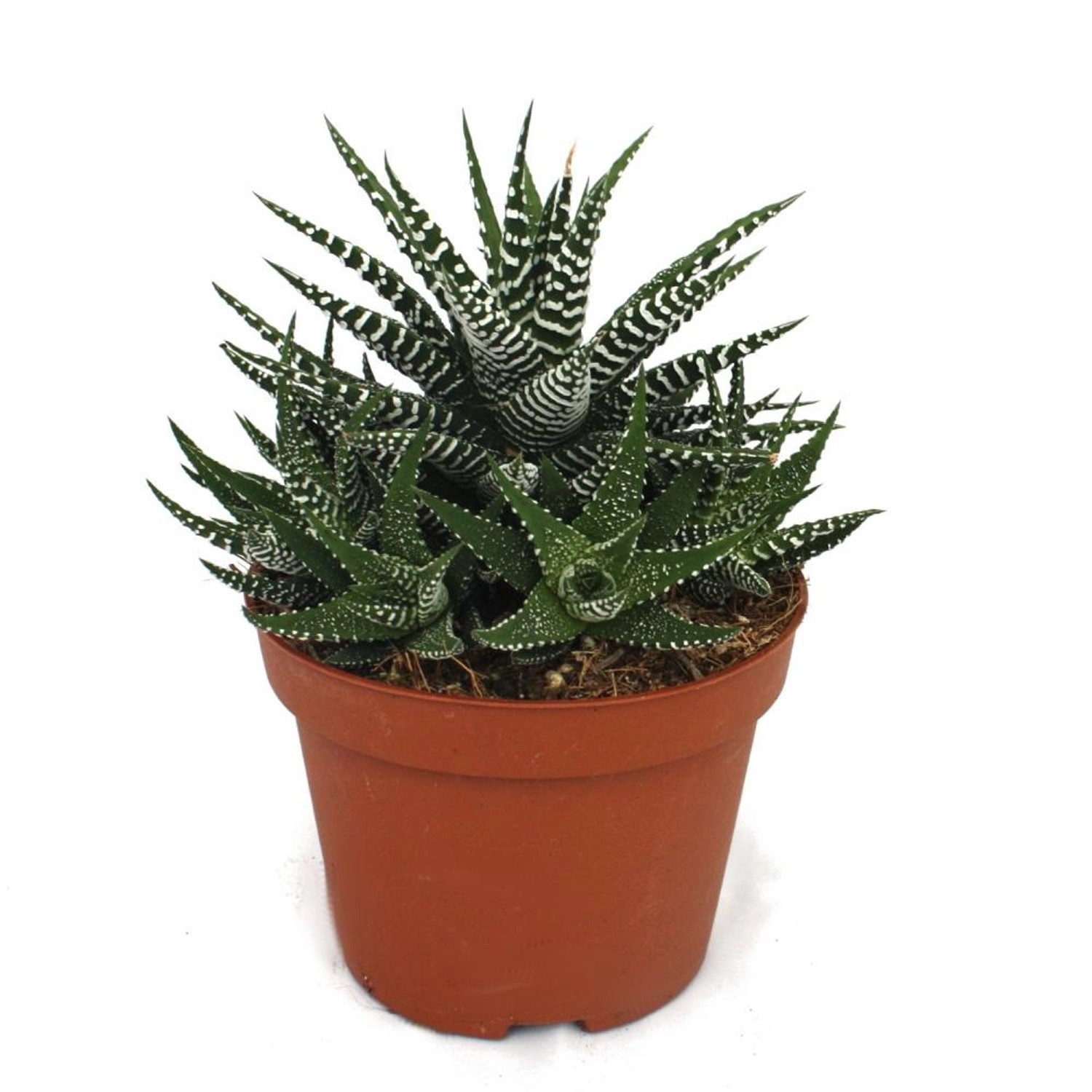 Exotenherz Haworthia Fasciata Zebra-Haworthie im 10,5cm Topf