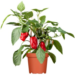 Paprika-Pflanze im Topf mit roten und grünen Paprikafrüchten.