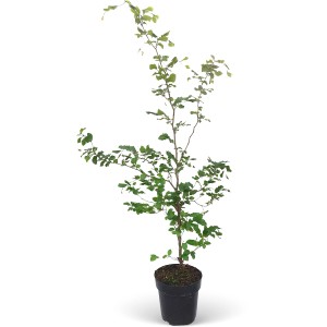 Rotbuche (Fagus sylvatica) im Topf, ca. 125-150 cm hoch, ideal für Hecken.