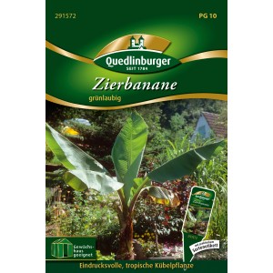 Samenpackung Quedlinburger Zierbanane, tropische Blattschmuckpflanze für Kübel.